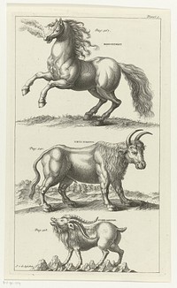 Wild paard, een os en een steengeit (1736 - 1761) by Johannes van der Spyck