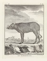 Zwijn (1762 - 1804) by Barent de Bakker and De Seve