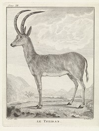 Steenbok (1762 - 1804) by Barent de Bakker and Monogrammist JN