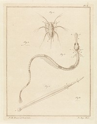 Gewone zeepok, grote zeenaald en een pijlwormsoort (1778) by Robbert Muys and P M Brasser