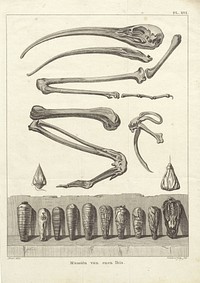 Beenderen en gemummificeerde Ibissen (1803 - 1805) by Reinier Vinkeles I, Daniël Vrijdag and Dominique Vivant Denon baron