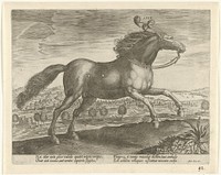Paard uit Arabië (c. 1578 - c. 1582) by Hans Collaert I, Jan van der Straet and Philips Galle