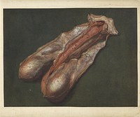 Anatomische studie van de penis (c. 1721) by Jacob Christof Le Blon and William Henry Toms