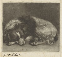 Slapende hond, mogelijk een spaniël (1660 - 1693) by Jan Verkolje I