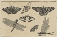 Twee libellen en vijf vlinders (1644 - 1652) by Wenceslaus Hollar
