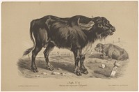 Buffel (c. 1850 - in or before 1870) by Joseph Zephyris Gengembre, François Delarue, François Delarue and Ernest Gambart