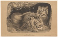 Leeuw en leeuwin (c. 1850 - in or before 1870) by Joseph Zephyris Gengembre, François Delarue, François Delarue and Ernest Gambart