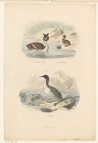 Grote kuiffuut, dodaar en ijsduiker (1841) by Jean Charles Pardinel, Edouard Traviès and Furne