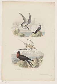 Watervogels aan de kust (1799 - 1854) by Amable Nicolas Fournier, Edouard Traviès, Delamain Duval and Charles Furne