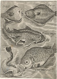 Studieblad met diverse vissen (1574 - 1687) by Monogrammist P P, Crispijn van de Passe I and Adriaen Collaert