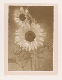 Twee zonnebloemen (1876 - 1937) by Leendert Izaac Frederikus Grondijs