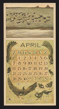 Kalenderblad voor april 1912 met scholeksters en kieviten (1911) by Theo van Hoytema, Theo van Hoytema and Tresling and Comp