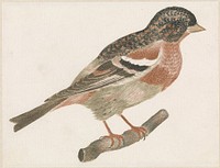 Vogel op een tak naar rechts, mogelijk een goudvink (1688 - 1698) by anonymous and Johan Teyler