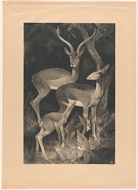 Afrikaansche bokken (1903 - 1932) by Adriaan J van t Hoff