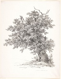 Oude boom (1826 - 1828) by Adrianus van der Koogh and Steuerwald and Co