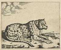 Liggend luipaard, naar rechts, de staart langs het lichaam (1728 - c. 1761) by Marcus de Bye and Paulus Potter