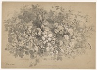 Bramen en andere planten (1854) by Eugène Bléry, Eugène Bléry, Joseph Rose Lemercier, L Desgodets et Gérard and Wild