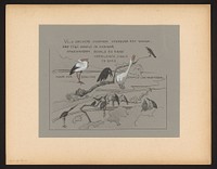 Tekstblad met vogels, onder andere roerdomp, gans, ooievaar en kraai (1892) by Theo van Hoytema and Firma S Lankhout and Co