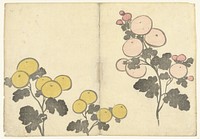 Gestileerde gele en roze bloemen (1826) by Nakamura Hôchû, Matsuda Shinsuke, Izumiya Shojiro and Ogata Korin