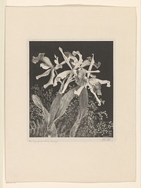 Orchideeën (c. 1900) by Theo van Hoytema