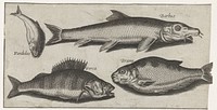 Baars, barbeel, brasum en een tandkarper (1600 - 1638) by Pierre Firens, Adriaen Collaert and Pierre Firens