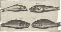 Grondel, bokvis, wijting en een andere vis (1600 - 1638) by Pierre Firens, Adriaen Collaert and Pierre Firens