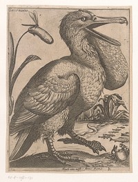 Watervogel (1594) by Jacques de Fornazeris and Nicolaus van Aelst
