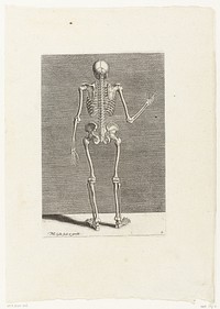 Skelet op de rug gezien. (1589) by Philips Galle, Philips Galle and Philips Galle