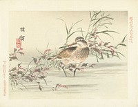 Snip (1893) by Kôno Bairei, Aoki Kôsaburô and Aoki Kôsaburô