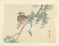 Jay on a branch (1892) by Matsumura Keibun, Aoki Kôsaburô and Aoki Kôsaburô