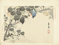 Blauw-oranje vogel op tak kijkend naar spin (1892) by Imao Keinen, Aoki Kôsaburô and Aoki Kôsaburô