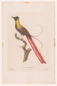 Paradijsvogel op een tak (1801 - 1806) by Jacques Louis Pérée, Jacques Barraban, Langlois, Philippe Denné and Charles Frédéric Perlet