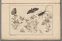 Drie bloementakken met vogels, vlinders en een insect (1727 - 1775) by Pieter Schenk II, Pieter Schenk II and Pieter Schenk II