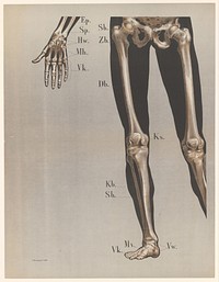 Anatomie van de botten in de hand, benen en voeten (1869) by Sybolt Berghuis and Guillaume Severeyns