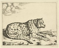 Liggend luipaard, naar rechts, de staart langs het lichaam (1728 - c. 1761) by Marcus de Bye and Paulus Potter