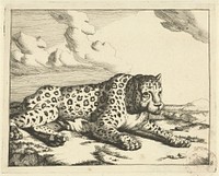 Luipaard liggend naar rechts, de poten naar de aanschouwer (1728 - c. 1761) by Marcus de Bye and Paulus Potter