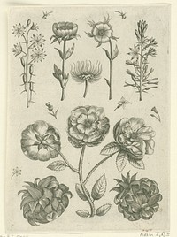 Blad met bloemen: middenonder drie rozen tussen twee artisjokken (1570 - before 1618) by Adriaen Collaert, Adriaen Collaert, Theodoor Galle and Philips Galle