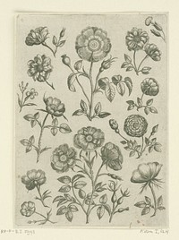 Diverse rozen (1570 - before 1618) by Adriaen Collaert, Adriaen Collaert, Theodoor Galle and Philips Galle