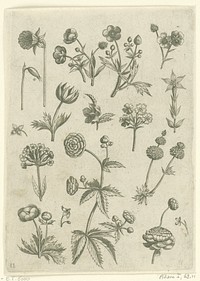 Ranonkels, primula en boterbloemen (1570 - before 1618) by Adriaen Collaert, Adriaen Collaert, Theodoor Galle and Philips Galle