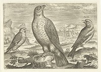 Drie vogels in een landschap (1598 - 1602) by Adriaen Collaert, Adriaen Collaert and Adriaen Collaert