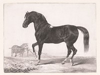 Studie van een paard (1811 - 1866) by Victor Adam