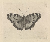 Vlinder (1716 - 1789) by Pieter Lyonet