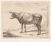 Koe (1788) by Hendrik Willem Schweickhardt and Hendrik Willem Schweickhardt