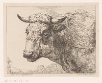 Kop van een koe (1788) by Hendrik Willem Schweickhardt