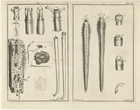 Studie van wormen (1726 - 1744) by Jan Ruyter and C Belkmeer