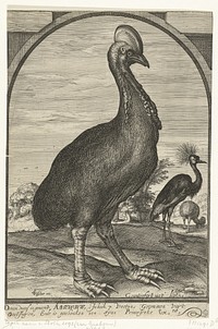 Casuaris, meegebracht door Willem Jacobsz. uit Oost-Indië en geschonken aan prins Maurits, 1614 (c. 1614 - c. 1615) by Crispijn van den Queborn and Claes Jansz Visscher II