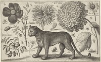 Luipaard, bloemen en insecten (1663) by Wenceslaus Hollar and Wenceslaus Hollar
