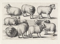 Negen schapen (1646) by Wenceslaus Hollar