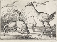 Watervogels (1654) by Wenceslaus Hollar and Francis Barlow