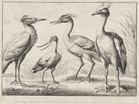 Vier waadvogels (1654) by Wenceslaus Hollar and Francis Barlow